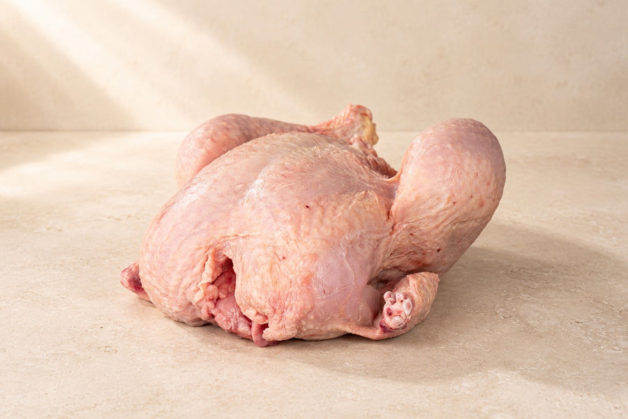Gockel – Originalfoto aus unserem Sortiment