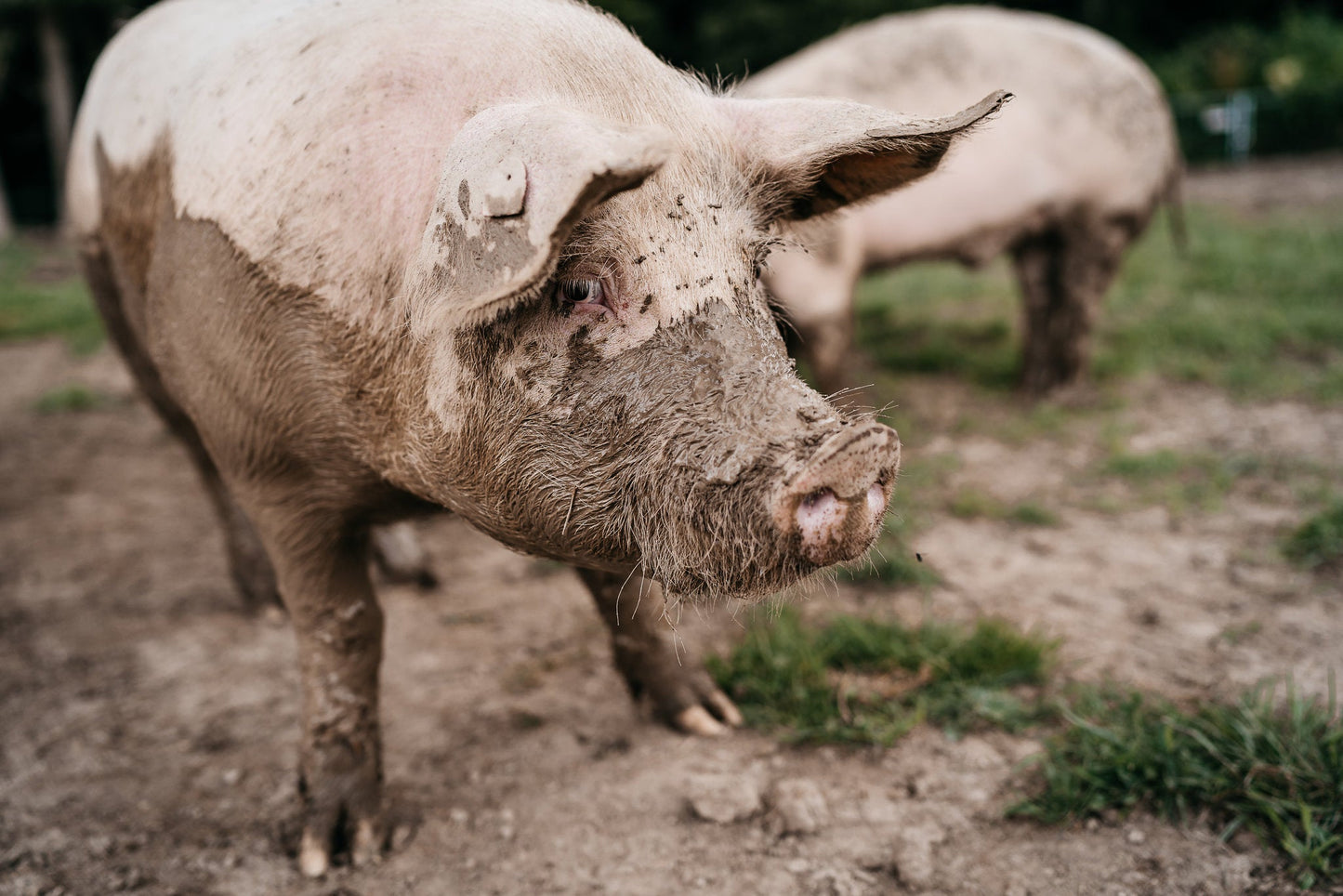 Schweinefilet - Freiland Bio Metzger Jäger und Sammler - Freiland Bio Fleisch - Artgerechte Haltung