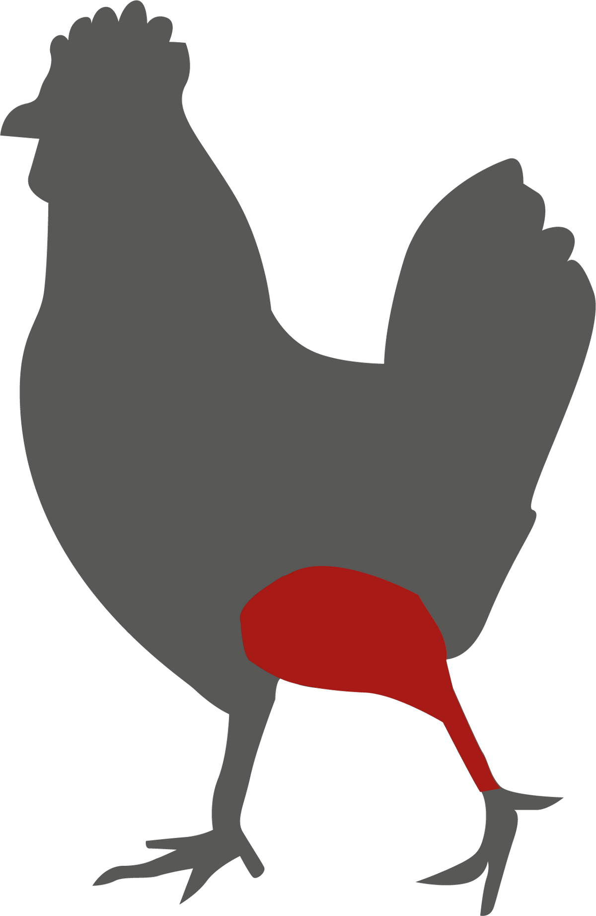 Hähnchenschenkel – Lage des Zuschnitts am Tier