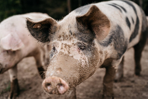 Freilandhaltung und Auslauf bei Jäger und Sammler Bio-Fleisch